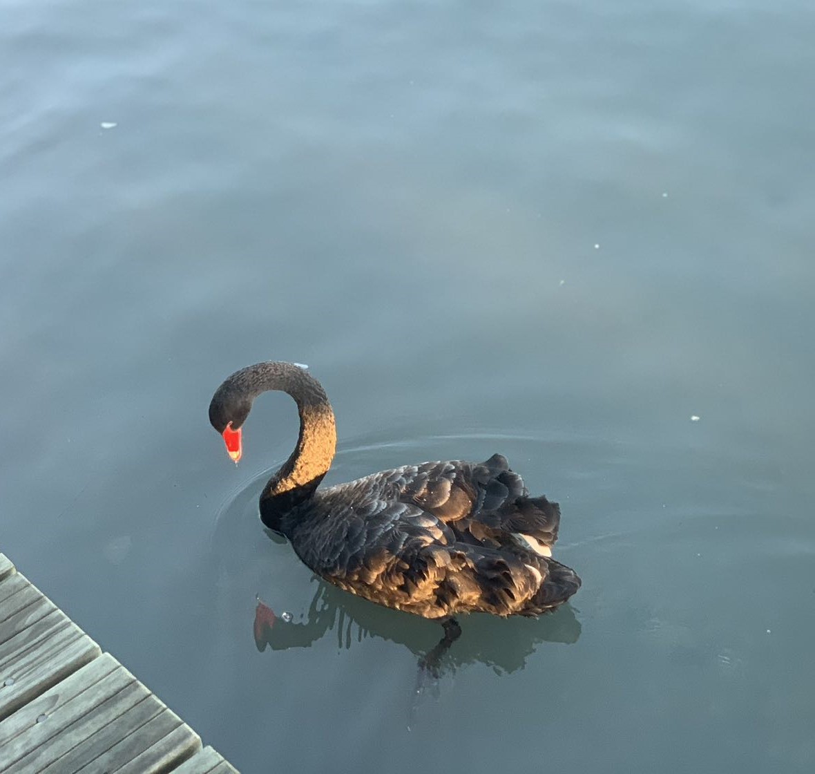 a black swan